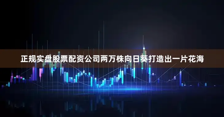 正规实盘股票配资公司两万株向日葵打造出一片花海